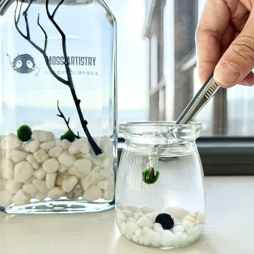 Live Moss Balls Mini Aquarium Jar