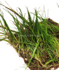 Dwarf Hairgrass 4 Coco Mat