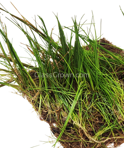 Dwarf Hairgrass 4 Coco Mat