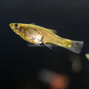 Green Cobra Endler 6 Fry Pack