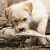 Eco-Friendly Dog Tug Toy - The Eco-Tugger
