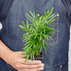 3 Tropical Plant Variety Bundle
