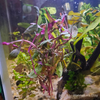 Bunch Scarlet Temple (Alternanthera Reineckii)
