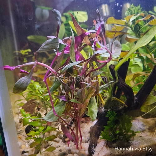 Bunch Scarlet Temple (Alternanthera Reineckii)