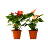 2 Anthurium Variety Pack - 4 Pots