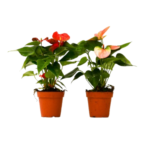 2 Anthurium Variety Pack - 4 Pots