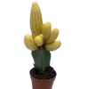 Cactus Graft Yellow
