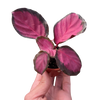 Calathea 'Purple Rose'