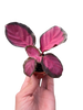 Calathea 'Purple Rose'