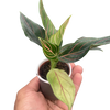 Chinese Evergreen 'Red Vein'