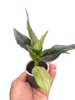 Chinese Evergreen 'Red Vein'