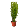 Cypress Lemon