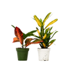 2 Croton Variety Pack - 4 Pot