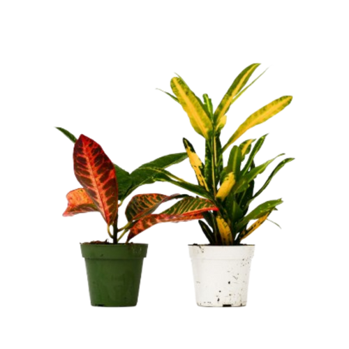 2 Croton Variety Pack - 4 Pot