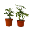 2 Different Schefflera Plants Variety Pack - 4 Pot