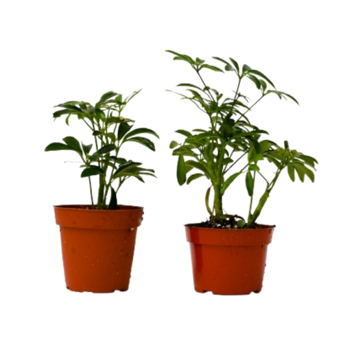 2 Different Schefflera Plants Variety Pack - 4 Pot