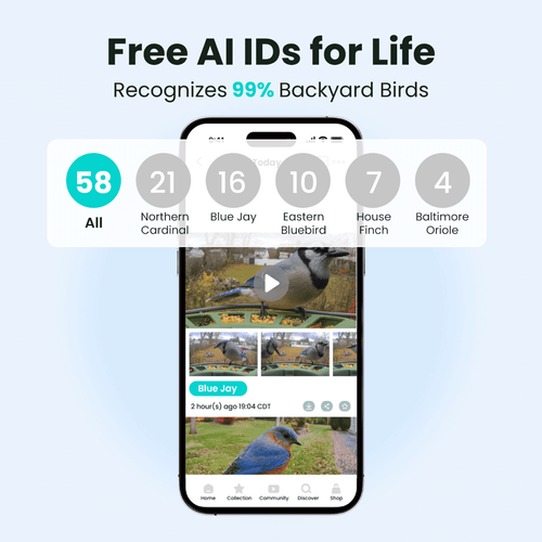 Birdfy Feeder 2 Duo - Triple-Lens Smart Bird Feeder with Cameras