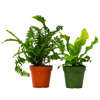 2 Fern Variety Pack - 4 Pot