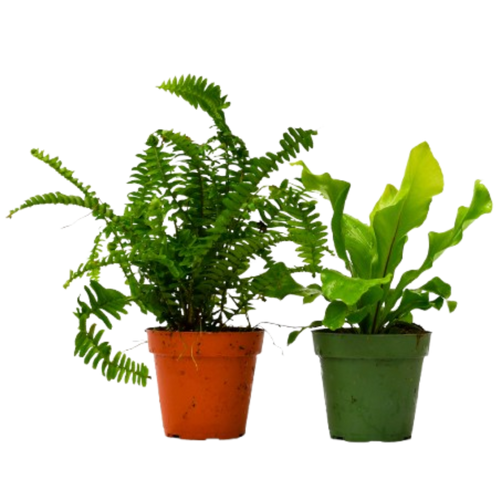2 Fern Variety Pack - 4 Pot