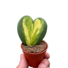 Hoya Heart Flame