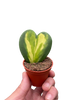 Hoya Heart Flame