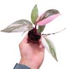 Philodendron 'Marble Pink Princess'