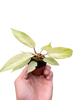 Philodendron 'Snowdrift'