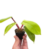 Philodendron 'Squamiferum'
