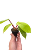 Philodendron 'Squamiferum'