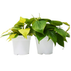 2 Philodendron Variety Pack - 4 Pots