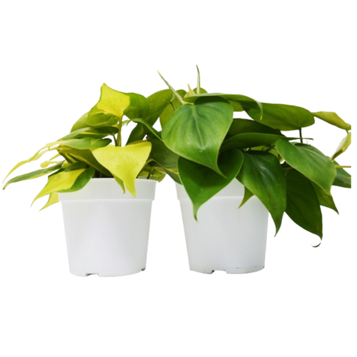 2 Philodendron Variety Pack - 4 Pots