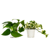 2 Pothos Variety Pack - 4 Pot