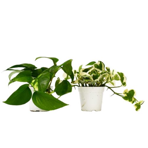 2 Pothos Variety Pack - 4 Pot