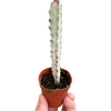 Succulent Euphorbia 'Dragon Bone'