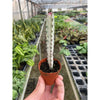 4 Succulent Euphorbia 'Dragon Bone'