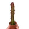 Succulent Euphorbia 'Trigona Rubra'