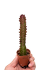 Succulent Euphorbia 'Trigona Rubra'