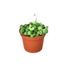 Succulent 'String of Pearls'