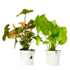2 Syngonium Variety (Arrowhead Plant) / 4 Pot / Live Plant
