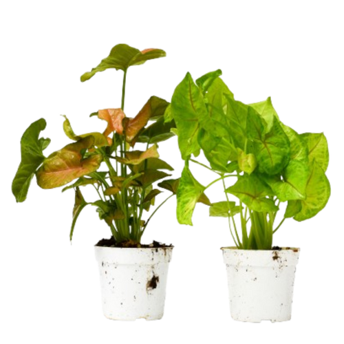 2 Syngonium Variety (Arrowhead Plant) / 4 Pot / Live Plant