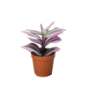 Tradescantia 'Nanouk'