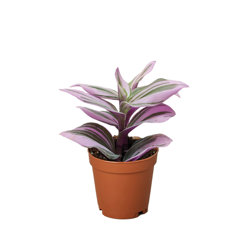 Tradescantia 'Nanouk'