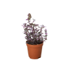 Tradescantia Callisia 'Pink Panther'