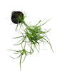 Potted Juncus Repens