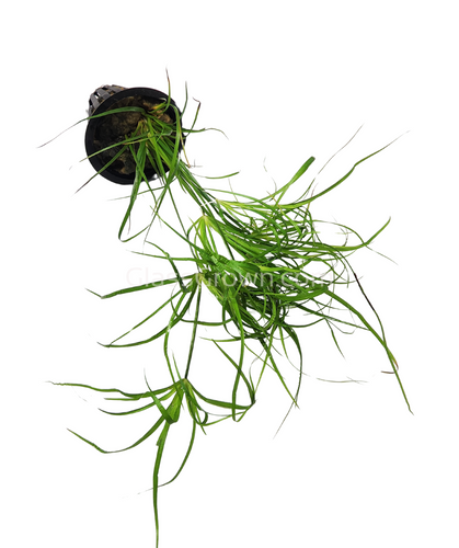 Potted Juncus Repens