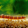 Kuhli Loach 3 Pack