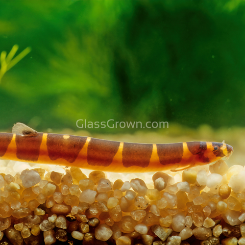 Kuhli Loach 3 Pack