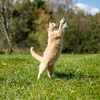 Natural Wand Cat Toy - Eco-Cat Fisher