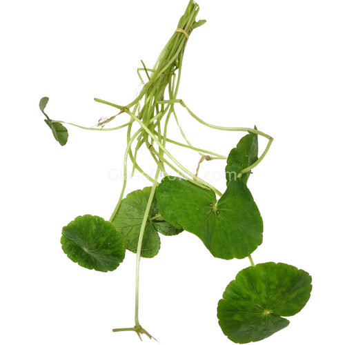 Bunch Brazilian Pennywort
