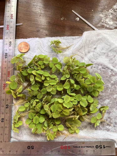 Water Spangles/Salvinia Minima